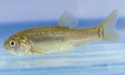 生物毒性测试